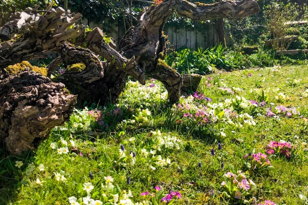 blumenrasen-1_hc.jpg