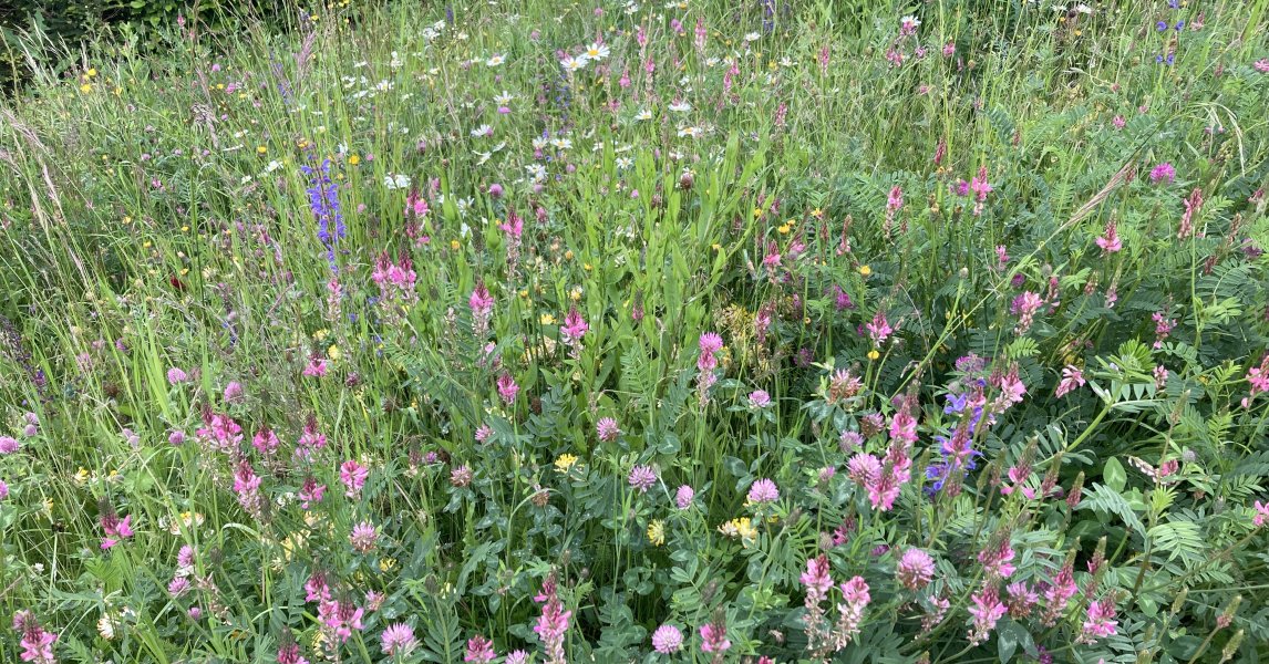 Blumenwiese anlegen: So wird Ihr Garten zum Schmetterlings-Magnet