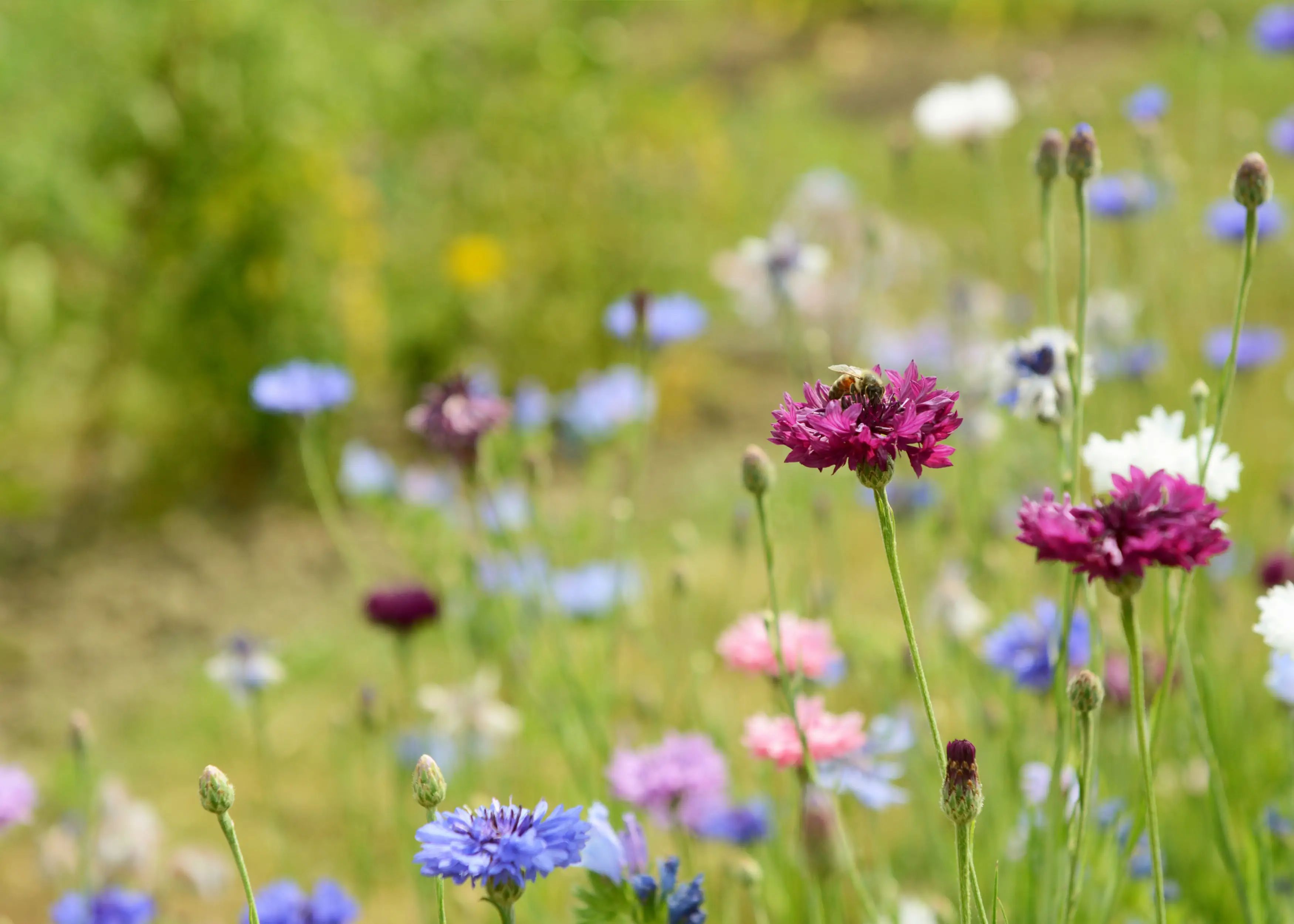 Gartenbau Meyer
